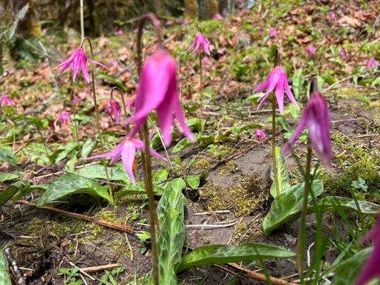 May 2023 Youbou Connector